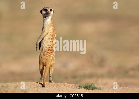 Alarmieren Sie Erdmännchen (Suricata Suricatta) stehen auf der Hut, Kgalagadi Transfrontier Park, Südafrika Stockfoto