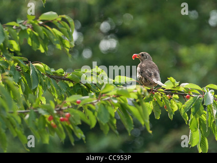 Misteldrossel Drossel (Turdus Viscivorus) Essen eine Kirsche Stockfoto