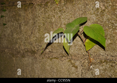 Pflanze wächst auf Betonwand. Stockfoto