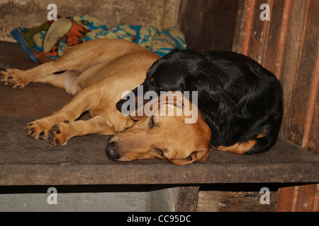 Schwarzer Hund auf seinem braunen Freund schlafen. Stockfoto