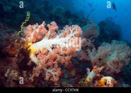 Baum-Koralle (Scleronephthya sp). Rinca, Komodo National Park, Indonesien. Stockfoto