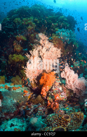 Korallenriff-Landschaft mit Gorgonien und Weichkorallen Rinca Komodo Nationalpark Indonesien. Stockfoto