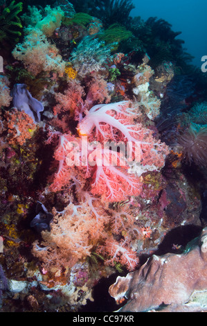 Korallenriff-Landschaft mit Baum Koralle (Scleronephthya sp). Rinca, Komodo National Park, Indonesien. Stockfoto