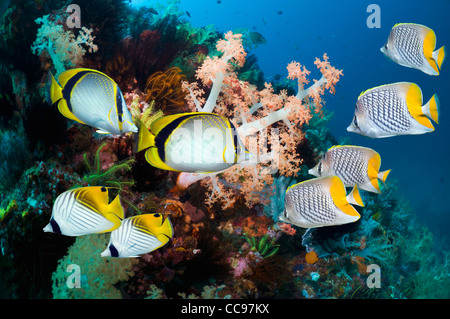 Gelb-Dot Butterflyfish Chevron oder Pearlscale Butterflyfish und Threadfin Butterflyfish schwimmen über Korallenriff mit treecoral Stockfoto