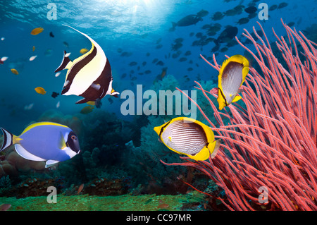 Maurische Idol, hellblau Doktorfisch und ein paar Black-backed Butterflyfish vorbei Gorgonie auf Korallenriff schwimmen. Indonesien Stockfoto