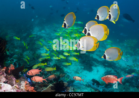 Panda Butterflyfish (Chaetodontidae Adiergastos) schwimmen über Korallenriff mit Schnapper und Soldatenfische. Indonesien. Stockfoto