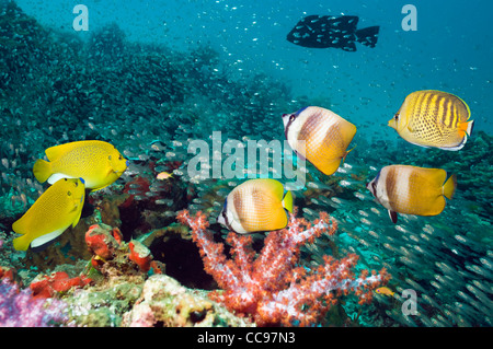 Kleins Butterflyfish, drei-Punkt-Kaiserfisch und ein Spot-banded Buterflyfish über Korallenriff mit Weichkorallen und Kardinalbarschen Stockfoto