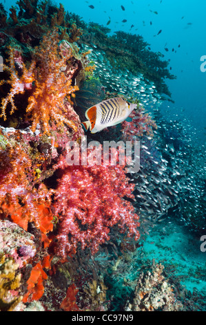 Krone Butterflyfish (Chaetodontidae Paucifasciatus) mit Weichkorallen und Schule von Kehrmaschinen. Rotes Meer, Ägypten. Stockfoto