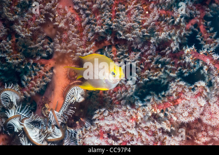 Goldener Riffbarsch (Amblyglyphidodon Aureus) juvenile mit Weichkorallen. Indonesien. Stockfoto