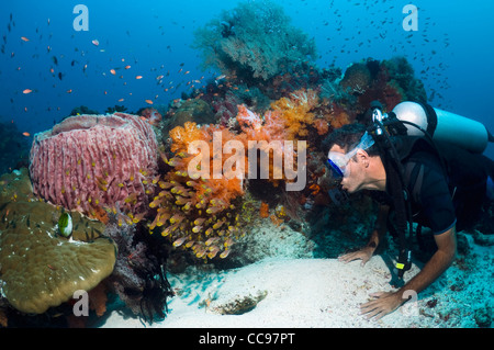 Taucher am Korallenriff beobachten eine Schule der Kehrmaschinen mit weichen Korallen Nationalpark Komodo, Indonesien. Stockfoto