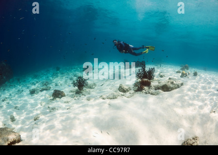 Männliche Taucher schwimmen über sandigen Boden am Riff. Komodo National Park, Indonesia. Stockfoto