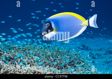 Powderblue Doktorfisch (Acanthurus Leucosternon). Andamanensee, Thailand. Stockfoto