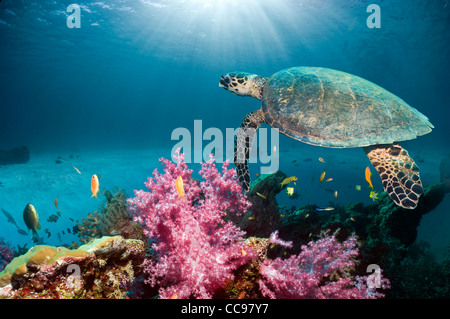 Echte Karettschildkröte (Eretmochelys Imbricata) schwimmen über Korallenriff mit Weichkorallen. Andamanensee, Thailand. Stockfoto