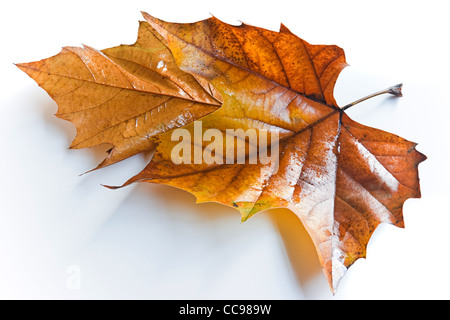 zwei braune Laub aus Platane im Herbst mit Schatten auf weißem Hintergrund Stockfoto