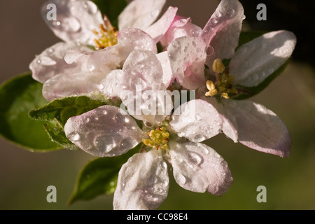 Sonne nach dem Regen auf Apfelblüte im april Stockfoto