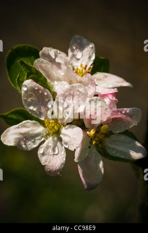 Weiß-rosa Appleblossom nach dem Regen in aprilsun Stockfoto