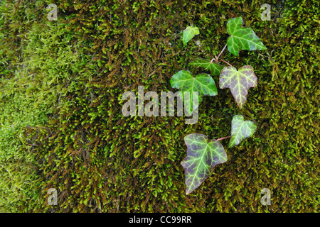 Ivy und Moos, Niedernach, Walchensee, Bayern, Deutschland Stockfoto