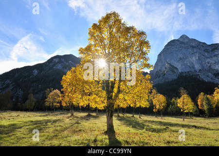 Ahornbaum im Herbst, Grosser Ahornboden, Karwendel, Eng, Tirol, Österreich Stockfoto