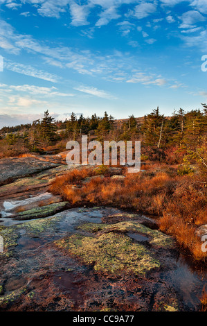 Granit und Bodendecker Laub, Cadillac Mountain, Acadia National Park, Maine, USA