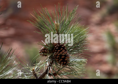 Zion Nationalpark, Utah, USA Stockfoto