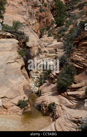 Zion Nationalpark, Utah, USA Stockfoto