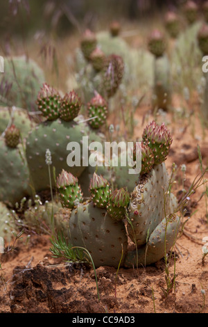 Zion Nationalpark, Utah, USA Stockfoto