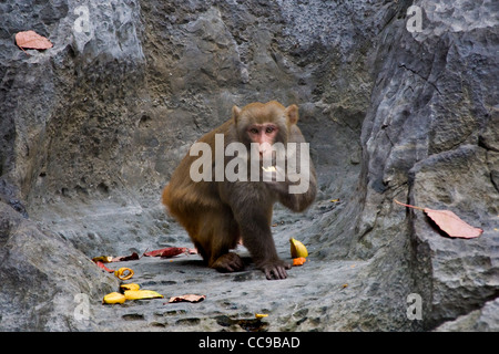 Affe, Halong Bucht, Vietnam Stockfoto