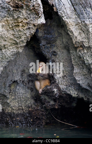 Affe, Halong Bucht, Vietnam Stockfoto