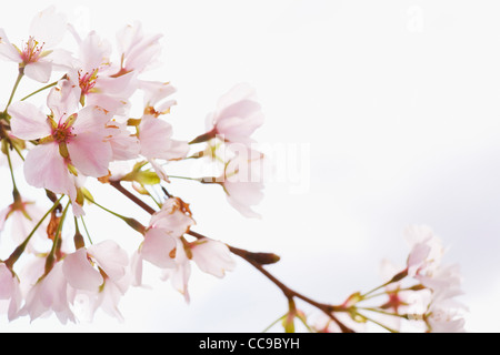 Nahaufnahme von Akebono Cherry Tree Blossom, Washington, D.C., USA Stockfoto