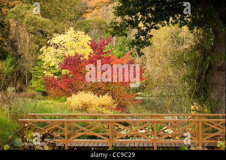 Liquidambar Styraciflua 'Worplesdon', amerikanisches Sweetgum und Toona Sinensis, chinesische Mahagoni oder Zeder, im Herbst Stockfoto