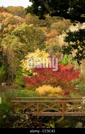 Liquidambar Styraciflua 'Worplesdon', amerikanisches Sweetgum und Toona Sinensis, chinesische Mahagoni oder Zeder, im Herbst Stockfoto