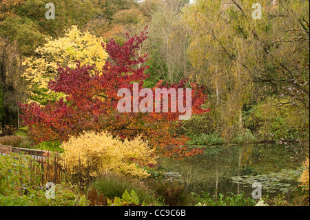 Liquidambar Styraciflua 'Worplesdon', amerikanisches Sweetgum und Toona Sinensis, chinesische Mahagoni oder Zeder, im Herbst Stockfoto