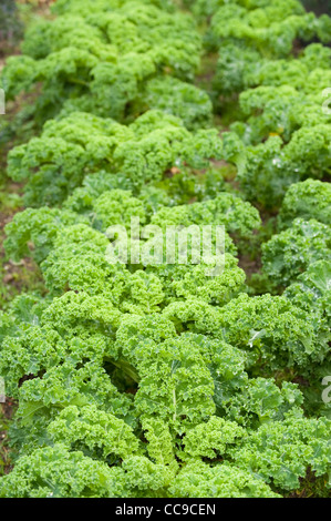 Grünkohl "Reflex", Brassica oleracea Stockfoto