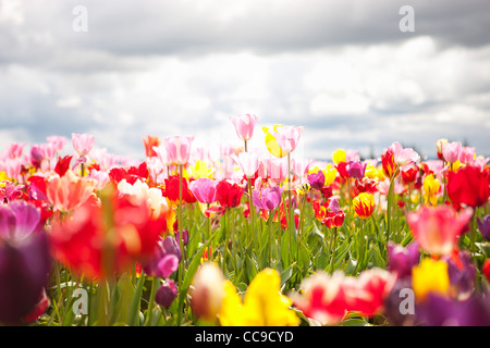 Tulpe Farm, Woodburn, Marion County, Oregon, USA Stockfoto