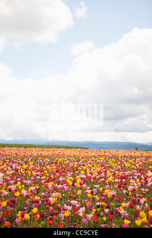 Tulpe Farm, Woodburn, Marion County, Oregon, USA Stockfoto