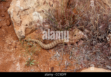 Midget Faded-Klapperschlange, Crotalus Oreganus Concolor.  USA Stockfoto