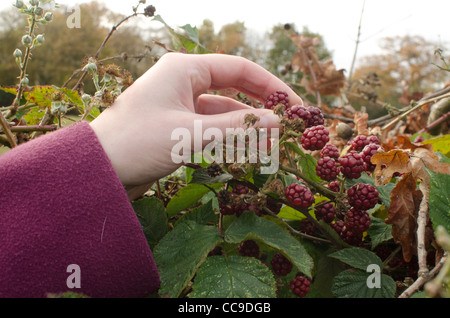 Weibliche Hand pflücken von Beeren aus einem Busch, Thundersley, Essex, United Kingdom. Stockfoto