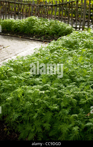 Phacelia Tanacetifolia "Balo" Scorpion Unkraut gewachsen als Gründüngung, RHS Rosemoor, Devon, England, Vereinigtes Königreich Stockfoto