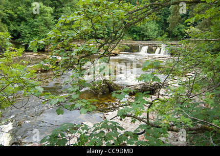 Der Fluß Ure in Yorkshire fällt 200ft in nur eine halbe Meile über eine Reihe von Kalkstein Schritte als die Aysgarth Fälle bekannt. Stockfoto