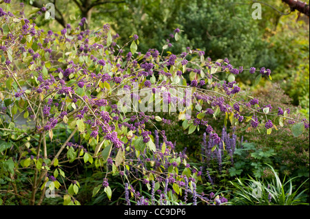 Callicarpa Bodinieri Var Giraldii 'Profusion' im Herbst Stockfoto