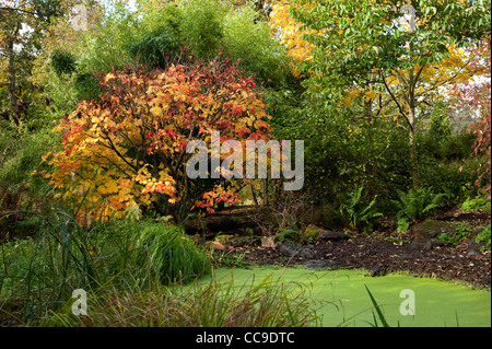 Acer Japonicum 'Vitifolium', Rebe-leaved Vollmond Ahorn im Herbst, RHS Rosemoor, Devon, England, Vereinigtes Königreich Stockfoto