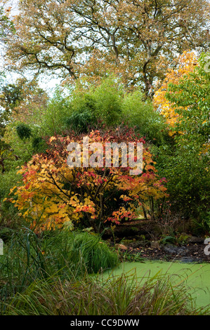 Acer Japonicum 'Vitifolium', Rebe-leaved Vollmond Ahorn im Herbst, RHS Rosemoor, Devon, England, Vereinigtes Königreich Stockfoto