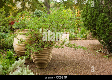 Lupinus Arboreus, Baum Lupin, im Herbst Stockfoto