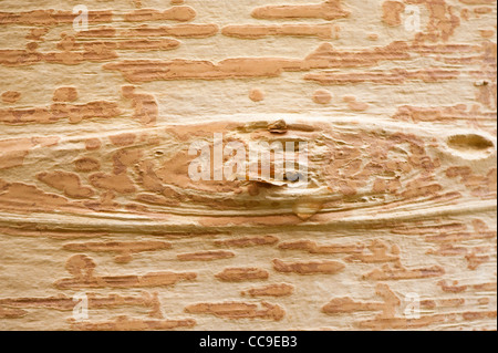 Rinde von einem Betula Utilis var. Jacquemontii, Himalaya-Birke Stockfoto