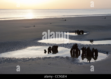 Stümpfe von gefallenen entwurzelte Bäume ragen aus dem Sand im Driftwood Beach auf Jekyll Island, Georgia Stockfoto