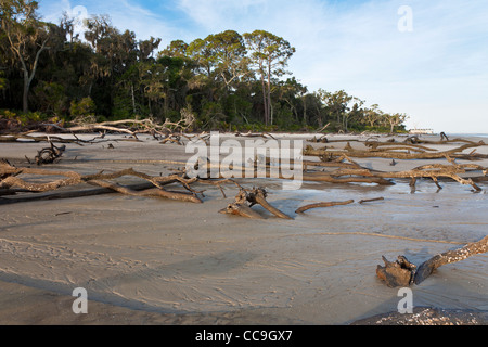 Entwurzelte Bäume im Driftwood Beach auf Jekyll Island, Georgia gefallen Stockfoto