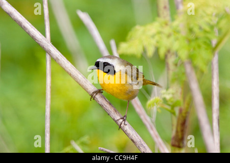 Gemeinsamen Yellowthroat Geothlypis Trichas Elkhorn Slough, Kalifornien, USA 23 April erwachsenen männlichen Parulidae Stockfoto