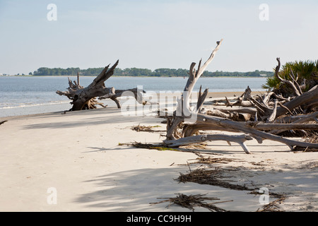 Entwurzelte Bäume im Driftwood Beach auf Jekyll Island, Georgia gefallen Stockfoto