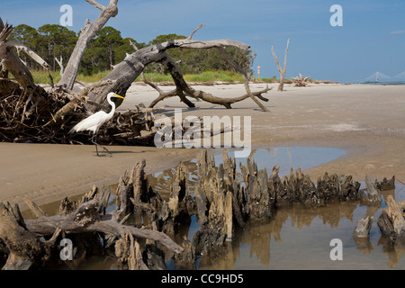 Großer Reiher (Ardea Alba) zu Fuß zwischen den toten Bäumen und Wurzeln Driftwood Beach auf Jekyll Island, Georgia Stockfoto
