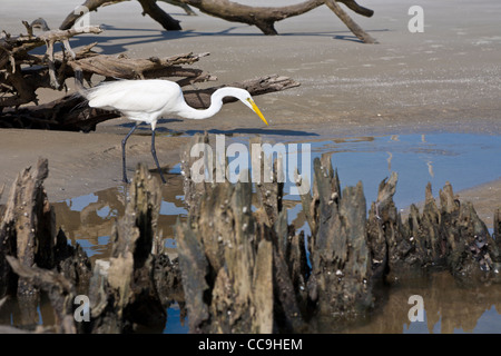 Großer Reiher (Ardea Alba) zu Fuß zwischen den toten Bäumen und Wurzeln Driftwood Beach auf Jekyll Island, Georgia Stockfoto